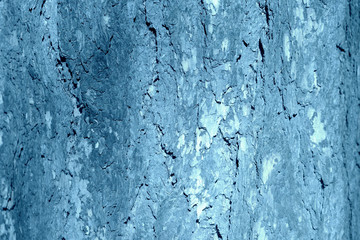 Old tree bark illuminated by the sun on a summer day close-up. Natural abstract background blue color toned