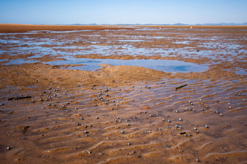 The coastal strip at low tide. A desert area with wet sand, a wavy relief runs along it. Many small crustaceans (crayfish, crawfish) run along the sand. Makey, Queensland, Australia.