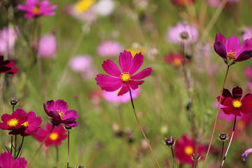 Wildflowers on a flower bed