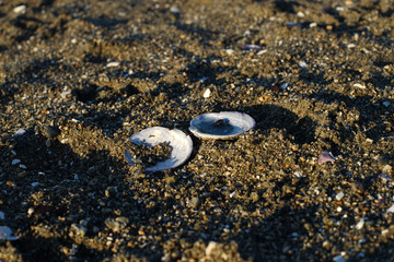Closeup on sea shells