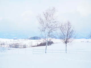 冬の美瑛の雪景色