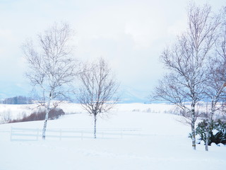 冬の美瑛の雪景色