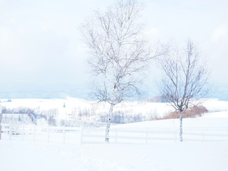 冬の美瑛の雪景色