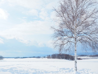 Fototapeta na wymiar 冬の美瑛の雪景色