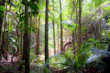 Footpath in a tropical rain forest among tall stright palms and eucalyptus, gummtrees, a sunny day. Beams of sunlight go through foliage. Botanical garden, Caitns, Queensland, Australia.