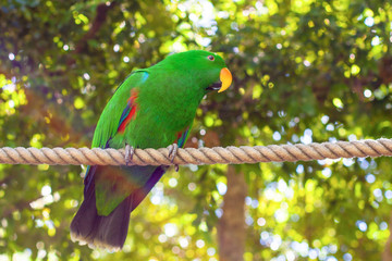 Male Eclectus, a large bright green parrot with a prominent orange beak, sitting on a rope among green tree foliage, looking to the right.