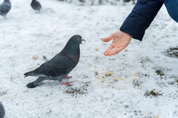 girl's hand feeds bread doves in winter