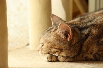 陽だまりね寝る猫アメリカンショートヘアー