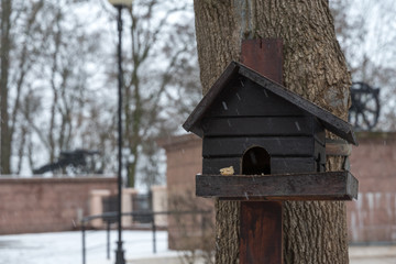 a pigeon feeder in the form of a wooden house hangs on a tree in winter. a piece of bread lies on the manger.