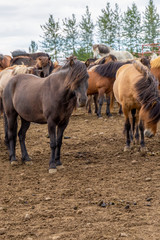 Gorgeous icelandic herd on the farm. Black Icelandic horse with beautiful long mane and tail poses against the backdrop of a flock