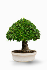 Fototapeta na wymiar Ficus annulata tree or Topiary trees in the pot on white background