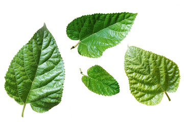 mulberry leaf on white ,leaves of mulberry used in heart disease balance the rhythm disorders in the heart and cleanse the bowels