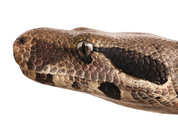 Brown boa constrictor on white background, closeup