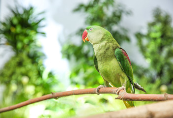 Beautiful Alexandrine Parakeet on tree branch outdoors
