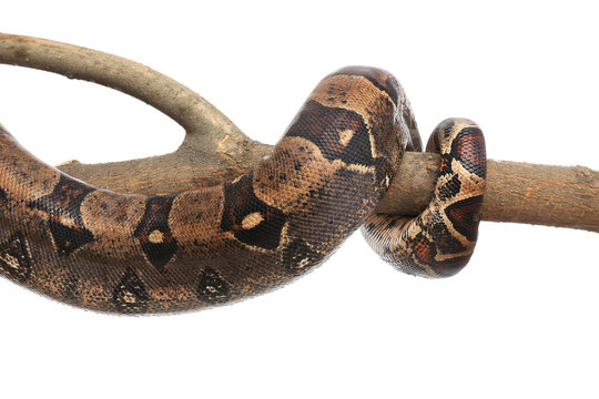 Brown boa constrictor on tree branch against white background