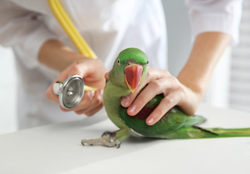 Veterinarian examining Alexandrine parakeet in clinic, closeup