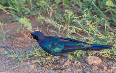 A Burchell's starling isolated collecting nesting material in the Kruger National Park in South Africa image in horizontal format
