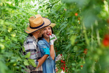 Couple farmers invest in  family bisiness in agriculture and looking at tomato and check how grow and quality of plant