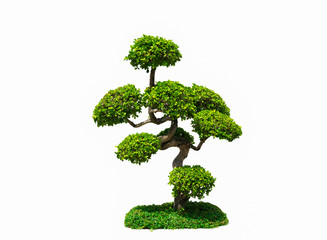 Trimmed tree on lawn , Bonsai tree  for decorate the room and garden on white background.