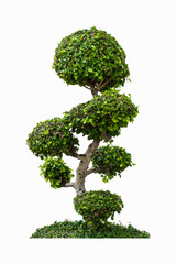 Trimmed tree on lawn , Bonsai tree  for decorate the room and garden or building on white background.