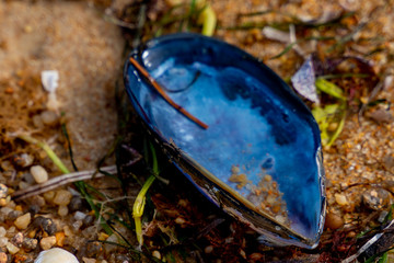 Blue Sea Shell at th Beach