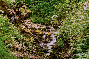 Forest stream flowing in the bottom of the ravine