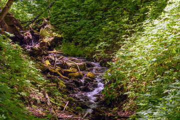 Forest stream flowing in the bottom of the ravine