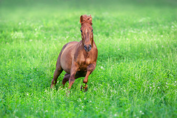 Fototapeta na wymiar Red horse free run in spring green field