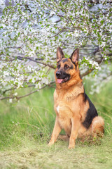 German shapherd dog on spring landscape