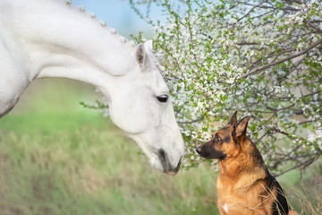 Horse and dog close up portrait