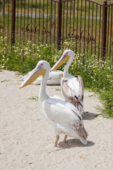 pelicans on ground in zoo