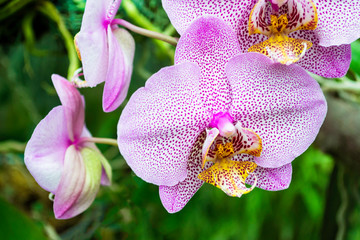 Pink tiger orchid on a background of green tropical leaves.