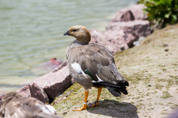 some birds on the ground in zoo