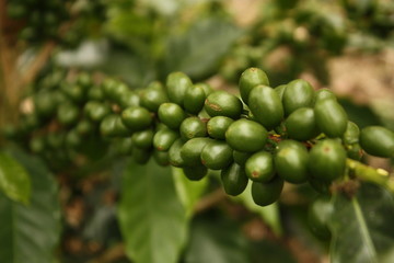 Colombian coffee plantation in the Andean valleys. Quimbaya, Quindio, Colombia. Triangle coffee - 317886758