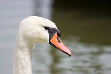 white swan swimming in lake