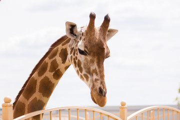 giraffe portrait in the zoo