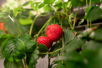 Two red ripe strawberries hanging on bush with green leaves among other plants