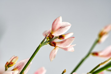 Fototapeta na wymiar mini orchidee rosa mit grünem stil und weißem grauen hintergrund