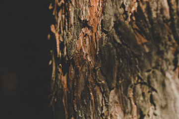 Pine bark close-up in the forest