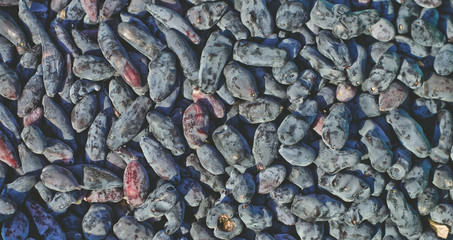 Background of fresh honeysuckle berries close-up