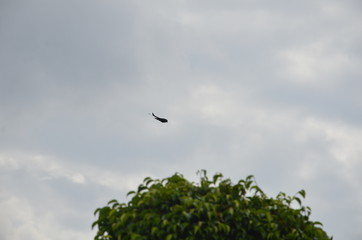 bird close wings for sitting on tree