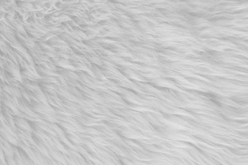 White real wool with beige top texture background. light cream natural sheep wool.  seamless plush cotton, texture of fluffy fur for designers