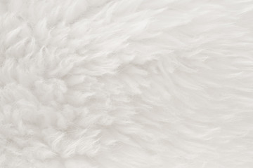 Fototapeta na wymiar White real wool with beige top texture background. light cream natural sheep wool. seamless plush cotton, texture of fluffy fur for designers