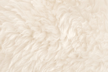 White real wool with beige top texture background. light cream natural sheep wool.  seamless plush cotton, texture of fluffy fur for designers