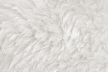 White real wool with beige top texture background. light cream natural sheep wool.  seamless plush cotton, texture of fluffy fur for designers