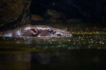 A common hippopotamus peers out the green waters at eye level (Hippopotamus amphibius).