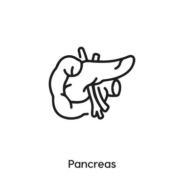 pancreas icon vector . pancreas sign symbol