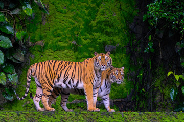Beautiful Bengal tiger green tiger in forest show  nature.