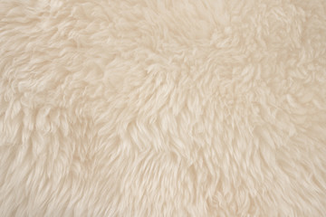 White real wool with beige top texture background. light cream natural sheep wool.  seamless plush cotton, texture of fluffy fur for designers