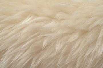White real wool with beige top texture background. light cream natural sheep wool.  seamless plush cotton, texture of fluffy fur for designers